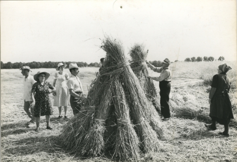 Christine Lampaert, André Van Hecke, Bliki Césaer, Gerard Lampaert en Marguerite Van Hecke bij graanschoven,  film “Ouden Balegemsen” (van Roger Van Brakel), 1978.