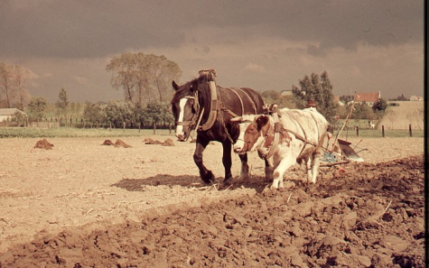 Ploegen met koe en paard, Oosterzele, jaren '60