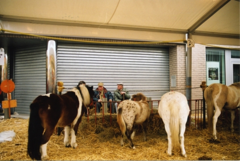 Pony's op Houtem Jaarmarkt, Sint-Lievens-Houtem