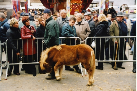 Keuring shetland pony, Sint-Lievens-Houtem, 1998-2005