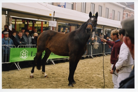 Keuring Belgisch warmbloedpaard, Sint-Lievens-Houtem, 1998-2005