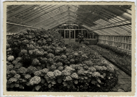 Hortensia's in de serre, Rijkstuinbouwschool, Melle