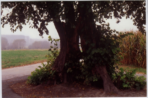 "SPOOKLINDE", Bavegem, Sint- Lievens- Houtem