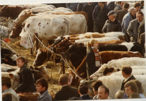 Koeien en bezoekers op Houtem Jaarmarkt, Sint-Lievens-Houtem, 1989