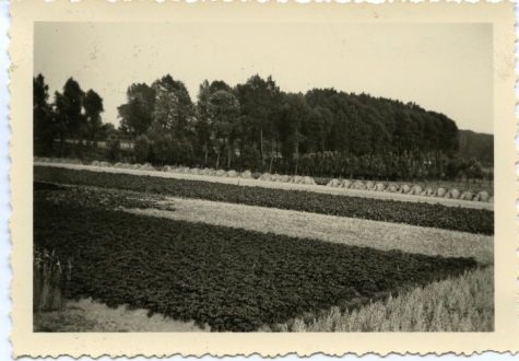 Oogst, drogend koren op de 'kouter', Landskouter