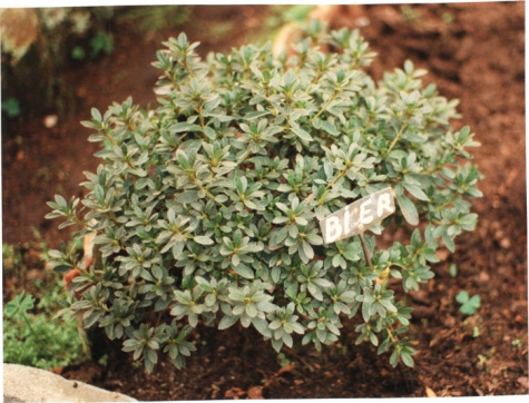 Azalea van bloemist Bier, Destelbergen, 1991 