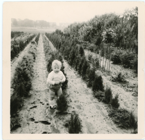 Tussen de coniferen, Oosterzele, 1967
