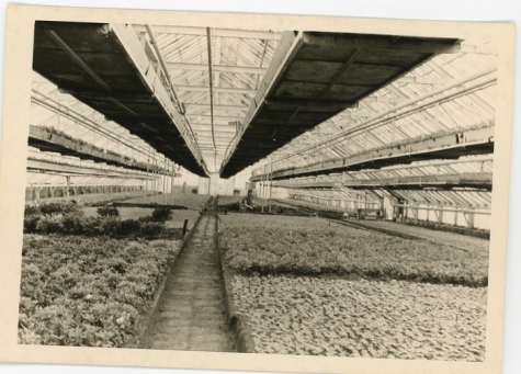 Binnen in de serre, Lochristi, 1967
