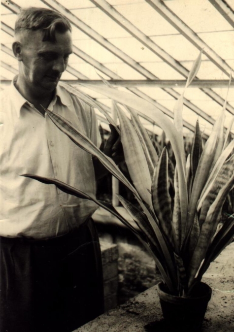 Bloemist Leon Volckaert, Merelbeke, jaren 1950 (?)