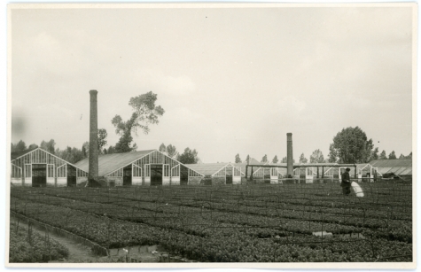 Sproeien op bloemisterij Adriaenssens, Lochristi, 1935-1945