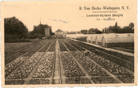 Postkaart bloemisterij Van Hecke - Wulteputte, Lochristi, 1930-1950