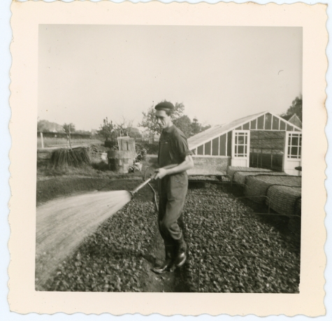 Water gieten op de bloemisterij Aelterman-Collin, Destelbergen, eind jaren 1960