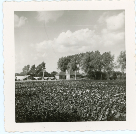 Bloemisterij Aelterman - Collin, Destelbergen, eind jaren 1960
