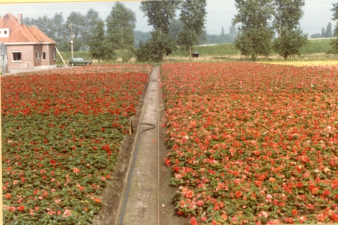 Begoniaveld van bloemisterij Aelterman - Collin, Destelbergen, eind jaren 1970
