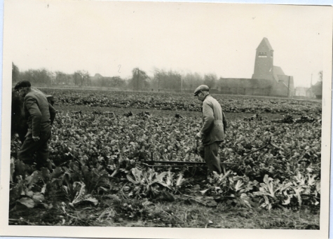 Jan De Pauw rooit witloofwortels, Sint-Lievens-Houtem, 1965
