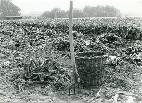 Stilleven in de witloofteelt, Sint-Lievens-Houtem, 1960-1970
