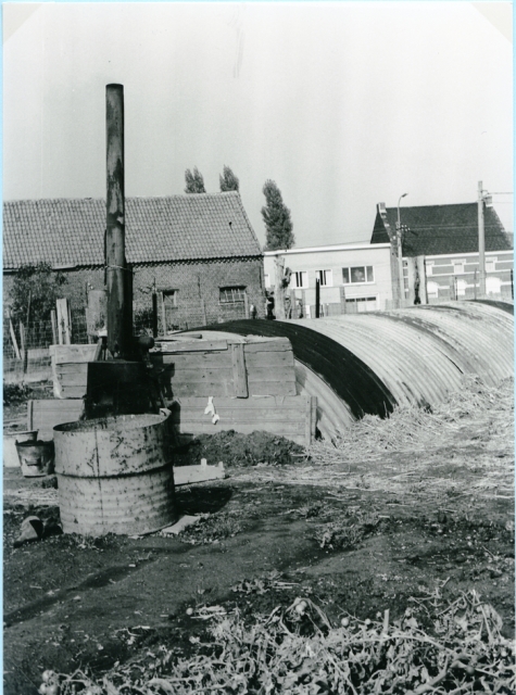 Witloof groeit op het witloofveld, Sint-Lievens-Houtem, 1950-1960
