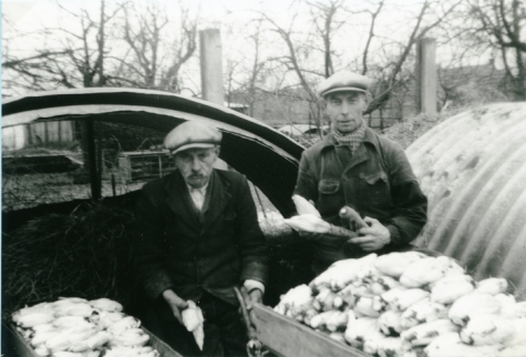 Jan en Petrus De Pauw met witloof, Sint-Lievens-Houtem, 1957
