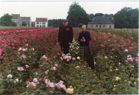 Arthur De Neve en echtgenote tussen rozenstruiken, Oosterzele, eind jaren 1970
