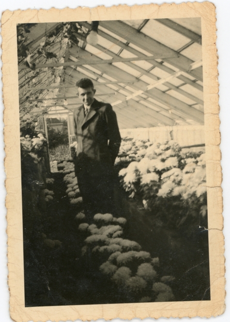 Chrysanten op boomkwekerij De Moor, Oosterzele, jaren 1940-1950
