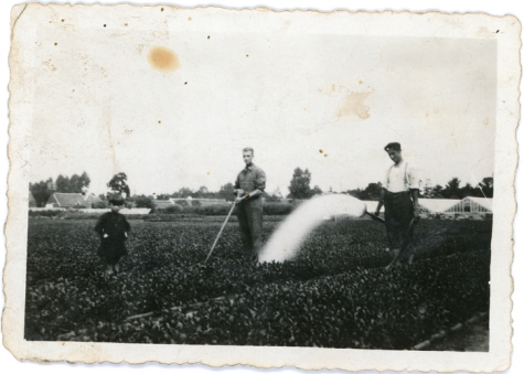 Water gieten op bloemisterij De Vos, Lochristi, 1928-1929
