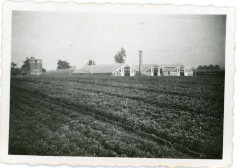 Serres en azalea's bloemisterij Floré, Lochristi, 1940-1955
