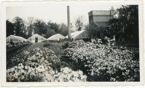 Bloemisterij Van Hecke met azalea's, Zaffelare, 1940-1950
