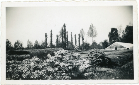 Rieten matten op bloemisterij Van Hecke, Zaffelare, 1940-1950
