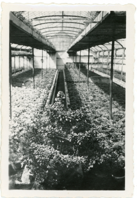 Zicht in een serre, Zaffelare, 1930-1950

