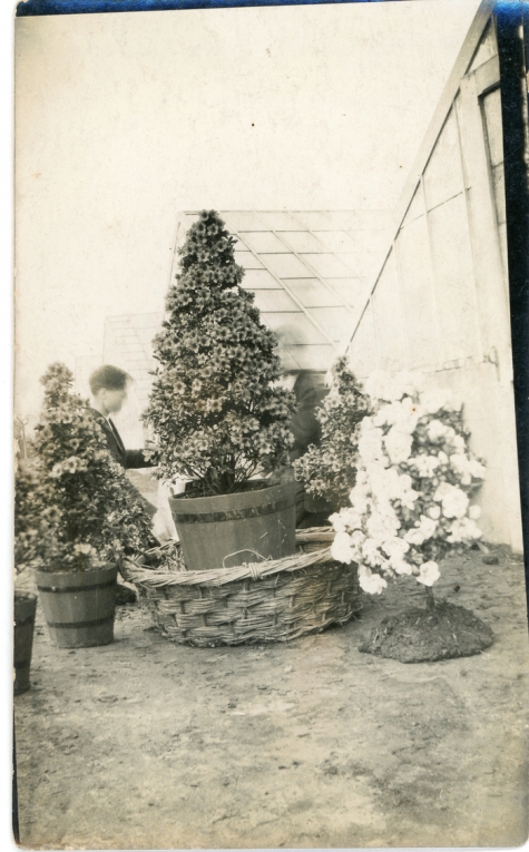 Azalea japonica, klaar voor transport, Zaffelare, 1940-1950

