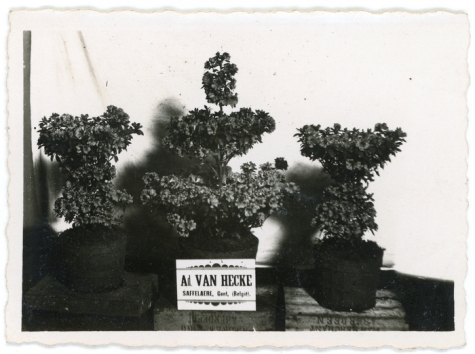 Azalea japonica van Van Hecke, Gent, 1940-1950
