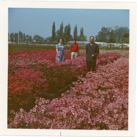 René Van Hecke tussen azalea's, Zaffelare, jaren 1960
