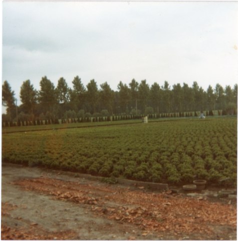 Azalea's op bloemisterij Roggeman, Heusden, jaren 1970
