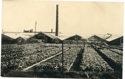Serres van bloemisterij St.-Fiacre, Destelbergen, begin 1900
