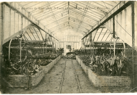 Binnenzicht serre van bloemisterij St.-Fiacre, Destelbergen, jaren 1920
