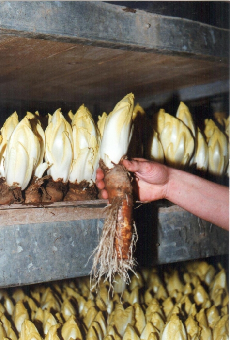 Vers witloof uit de kweekcel, witloofbedrijf Van De Keere, Sint-Lievens-Houtem, 1995