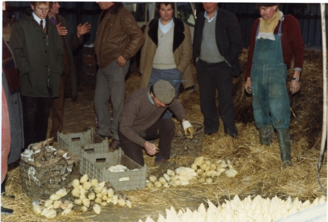 Bedrijfsbezoek witloofbedrijf, witloof uitpakken, Frankrijk, jaren 1980