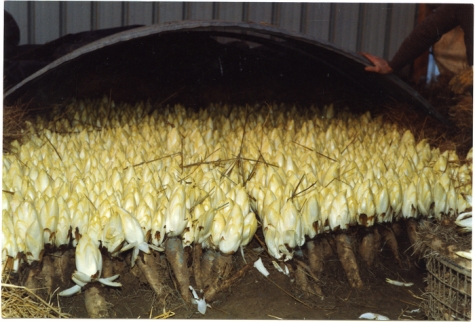 Witloofteelt in aarde, Van De Keere, Sint-Lievens-Houtem, eind jaren 1980