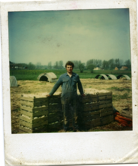 Antoine Van De Keere aan geoogst witloof, Sint-Lievens-Houtem, jaren 1970
