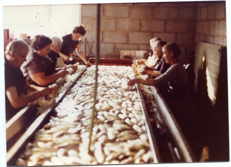 Kuisen van witloof, Sint-Lievens-Houtem, 1970-1980