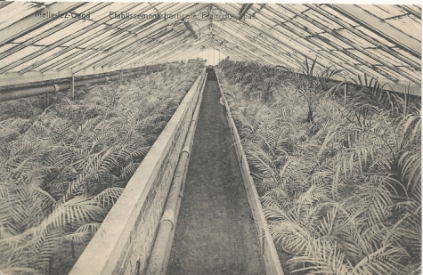 Melle-lez-Gand Etablissement horticole François Spae