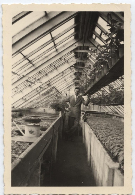 Jozef Poppe in de serre aan de Vossenstraat, Melle, 1957