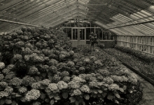Hortensia's in de serre, Rijkstuinbouwschool, Melle