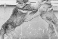 Honden aan kasteel Pycke, Melle, 1917