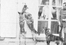 Honden voor de ramen van kasteel Pijcke, Melle, 1917. Honden voor de ramen van kasteel Pijcke, Melle, 1917.