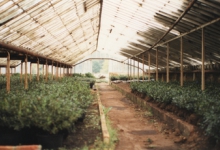Azalea's in de serre van bloemisterij Debersaques, Destelbergen, 1991