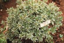 Azalea van bloemist Bier, Destelbergen, 1991 