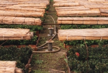 Rietmatten over azalea bedden, Destelbergen, 1991