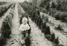 Tussen de coniferen, Oosterzele, 1967

