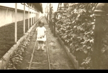 Marie-Thérèse Volckaert tussen de planten, Merelbeke, 1931